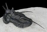 Devil Horned Cyphaspis Walteri Trilobite - #39777-2